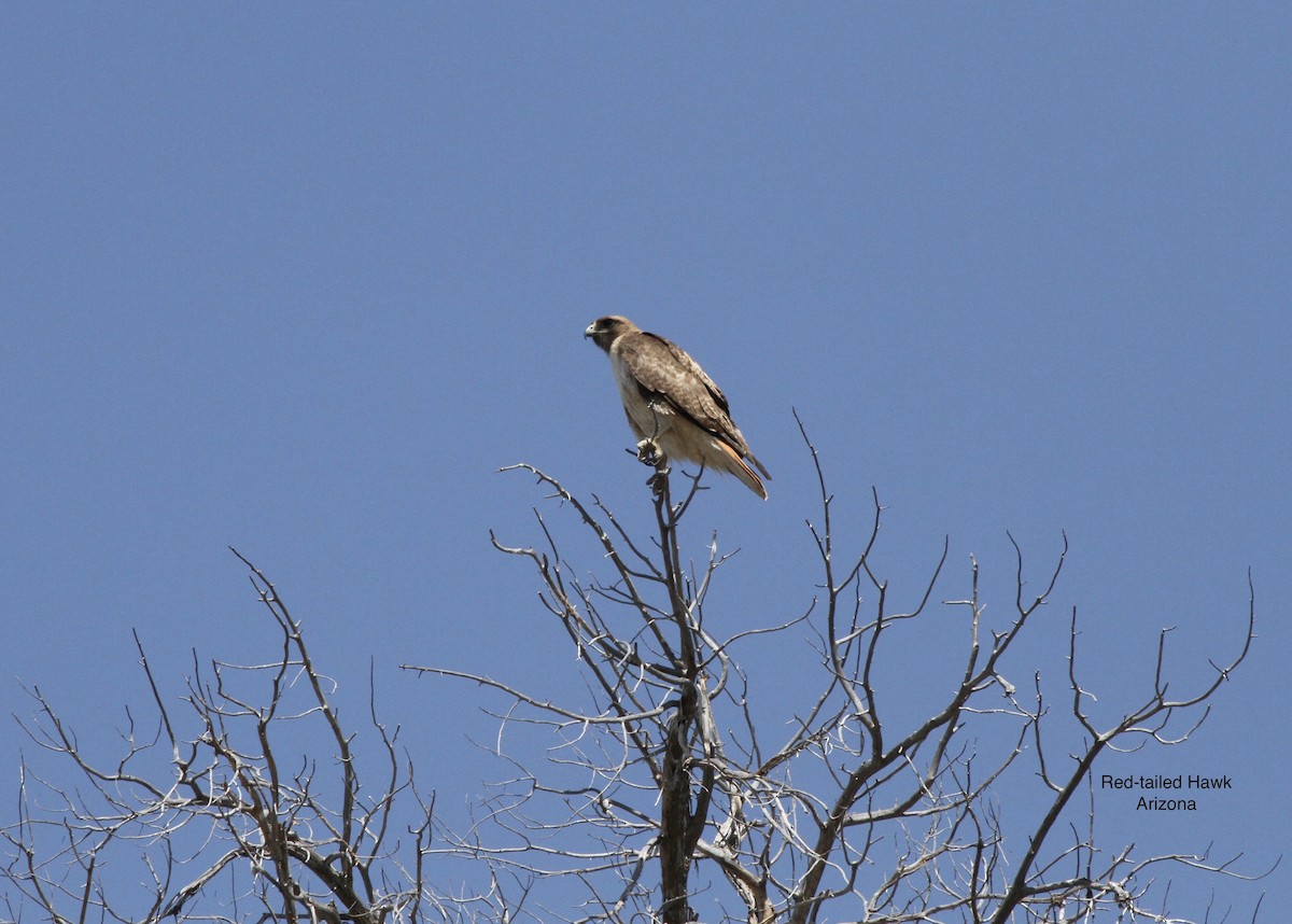Red-tailed Hawk - ML535622631