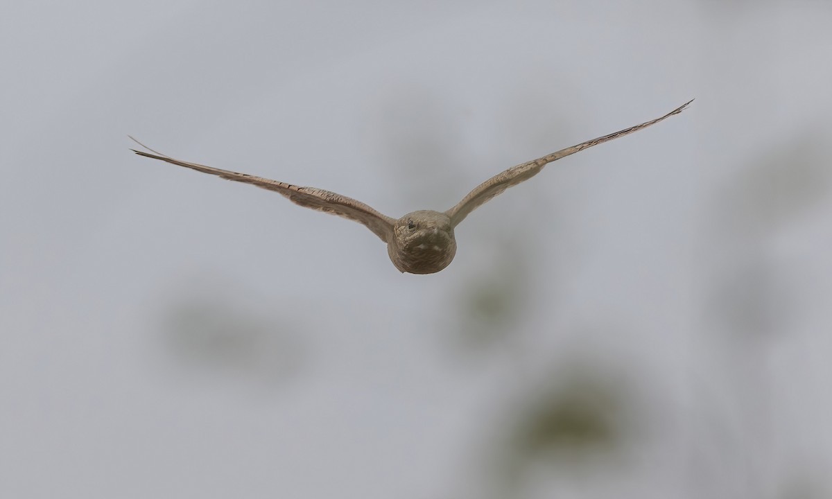 Egyptian Nightjar - Paul Fenwick