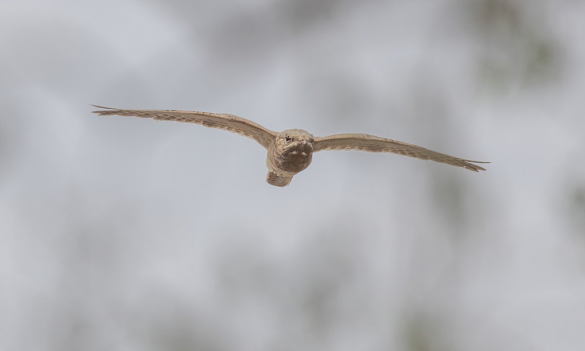 Egyptian Nightjar - Paul Fenwick