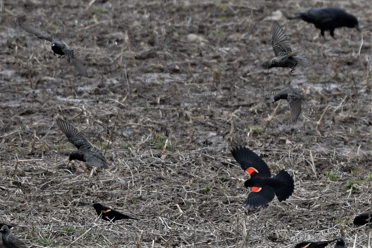 Red-winged Blackbird - Mark Miller