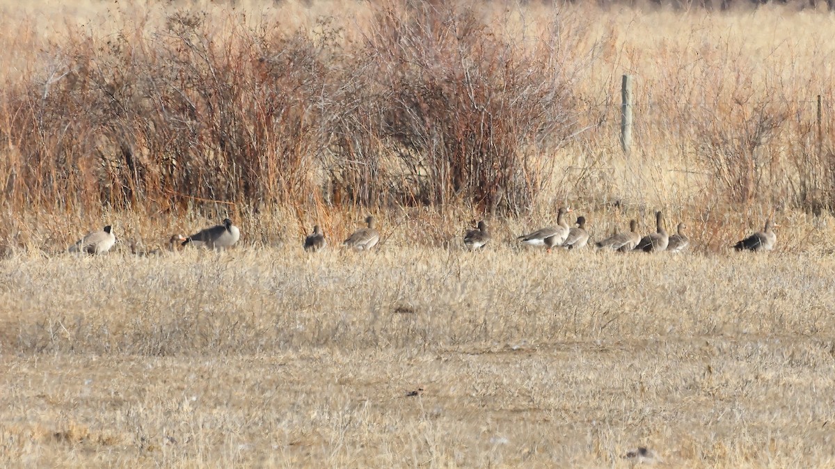 Greater White-fronted Goose - James Cummins