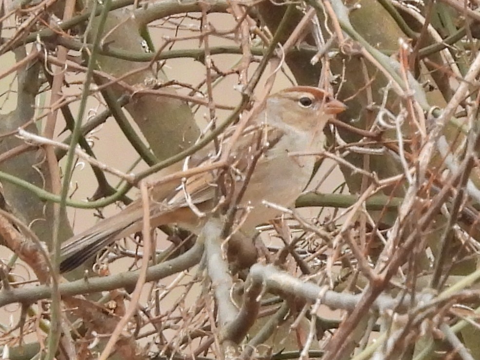 White-crowned Sparrow - ML535625521