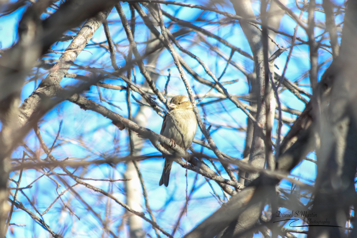 House Sparrow - ML535625581