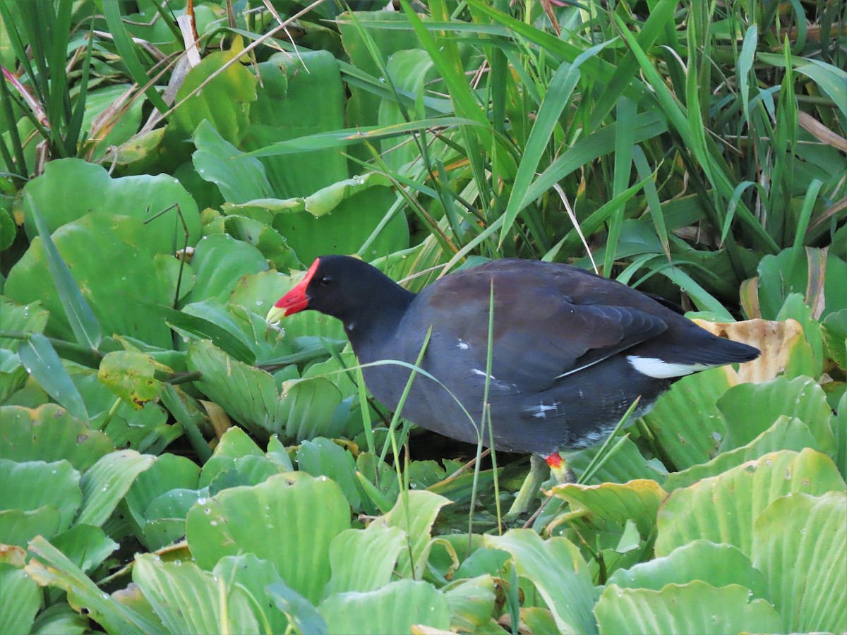 Common Gallinule - ML535626311