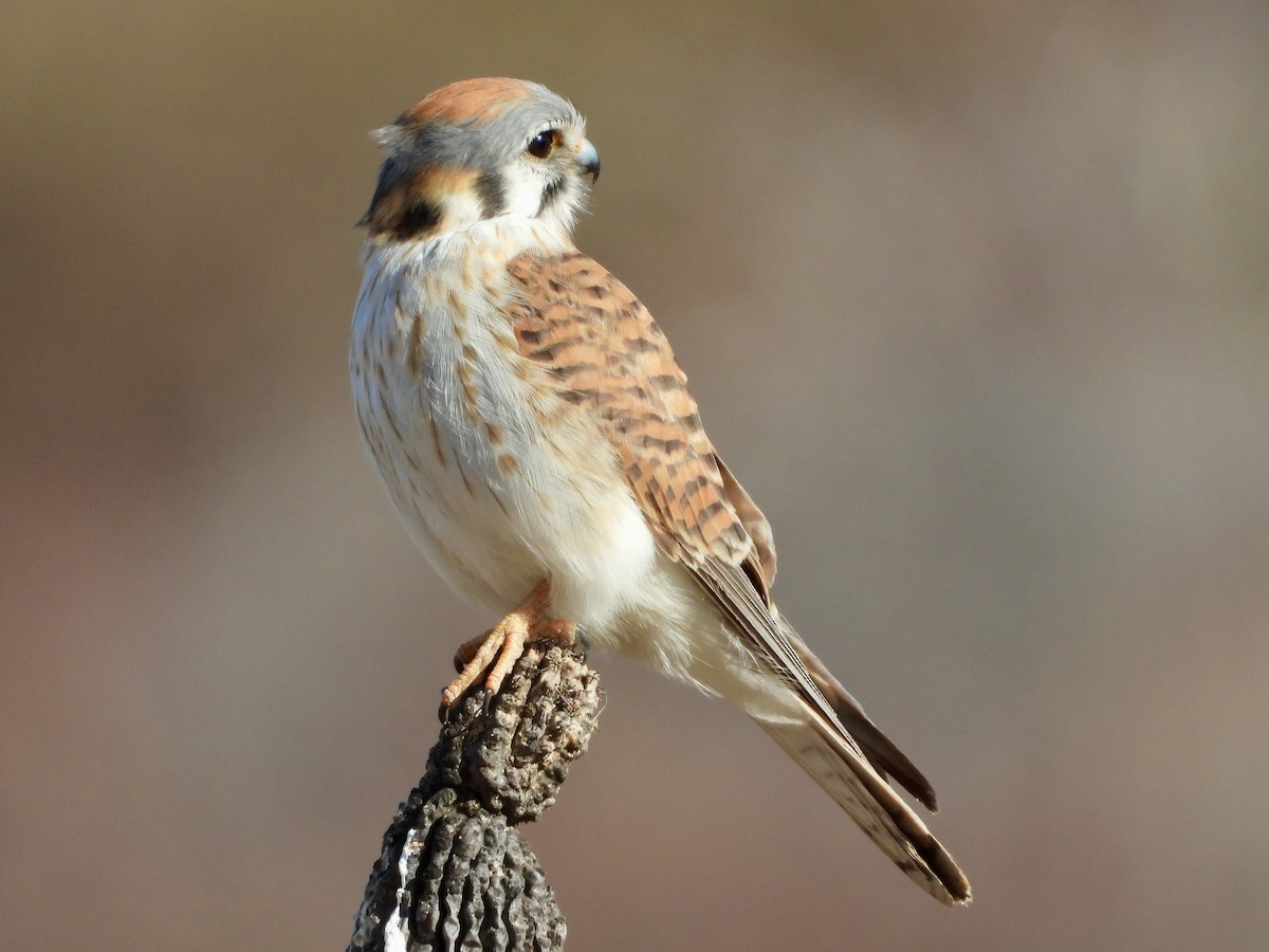 American Kestrel - ML535626971