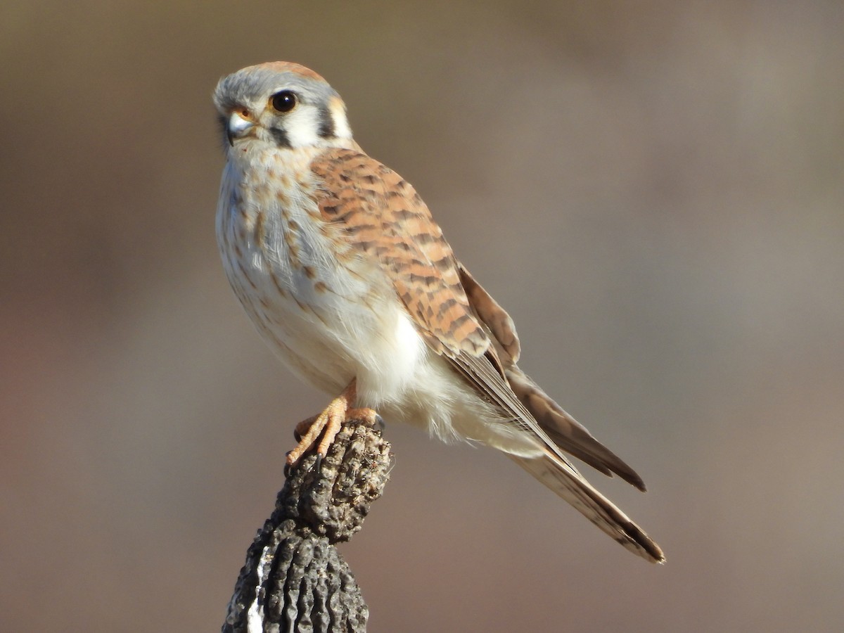 American Kestrel - ML535626981