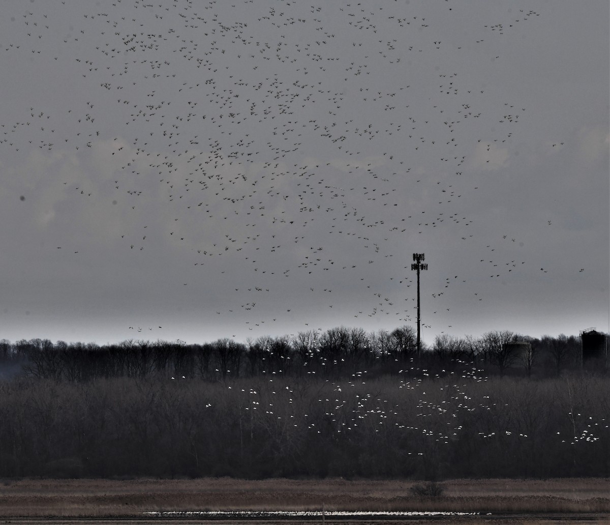 Snow Goose - Mark Miller