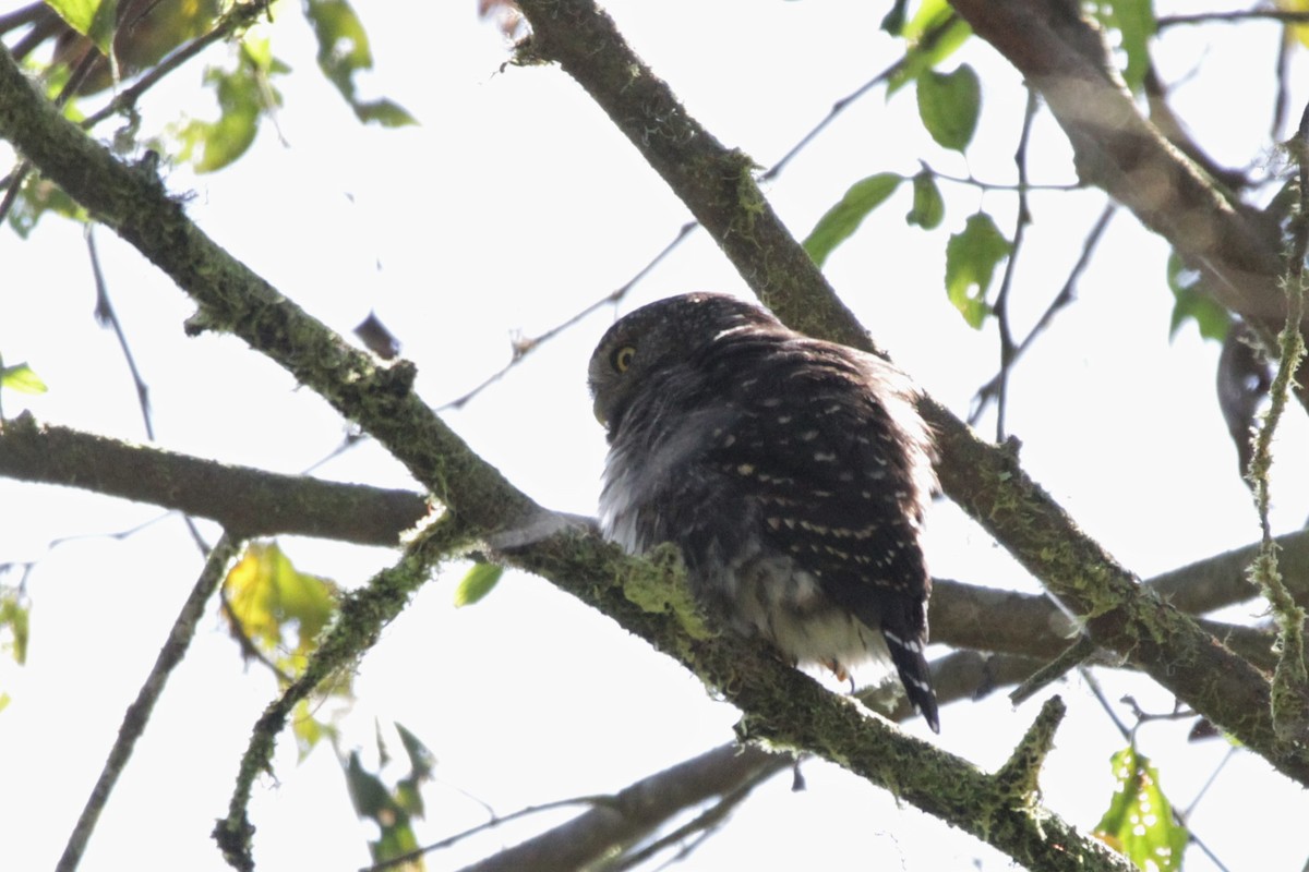 Cloud-forest Pygmy-Owl - ML535627691