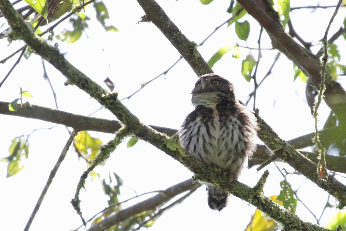 Cloud-forest Pygmy-Owl - Andy Dettling