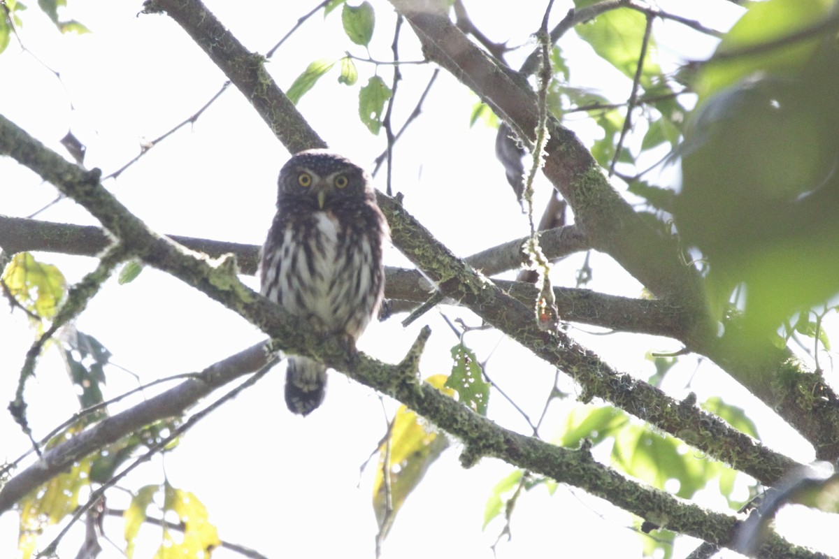 Cloud-forest Pygmy-Owl - ML535627711