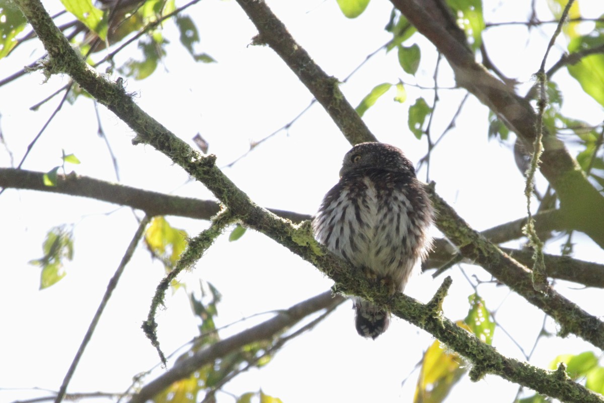 Cloud-forest Pygmy-Owl - Andy Dettling