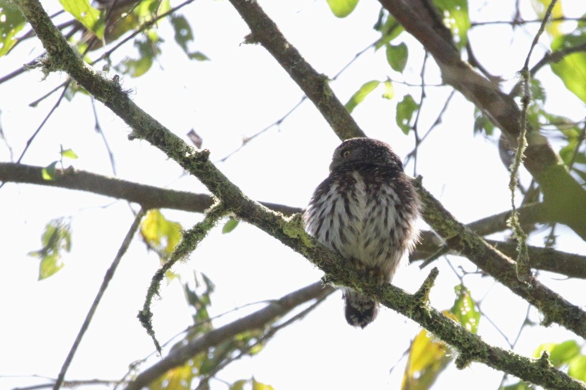 Cloud-forest Pygmy-Owl - ML535627721