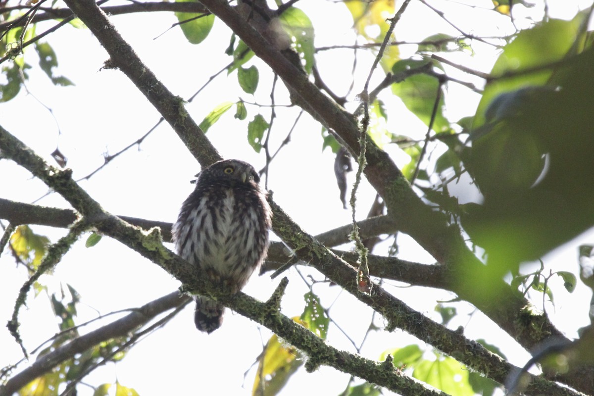 Cloud-forest Pygmy-Owl - Andy Dettling