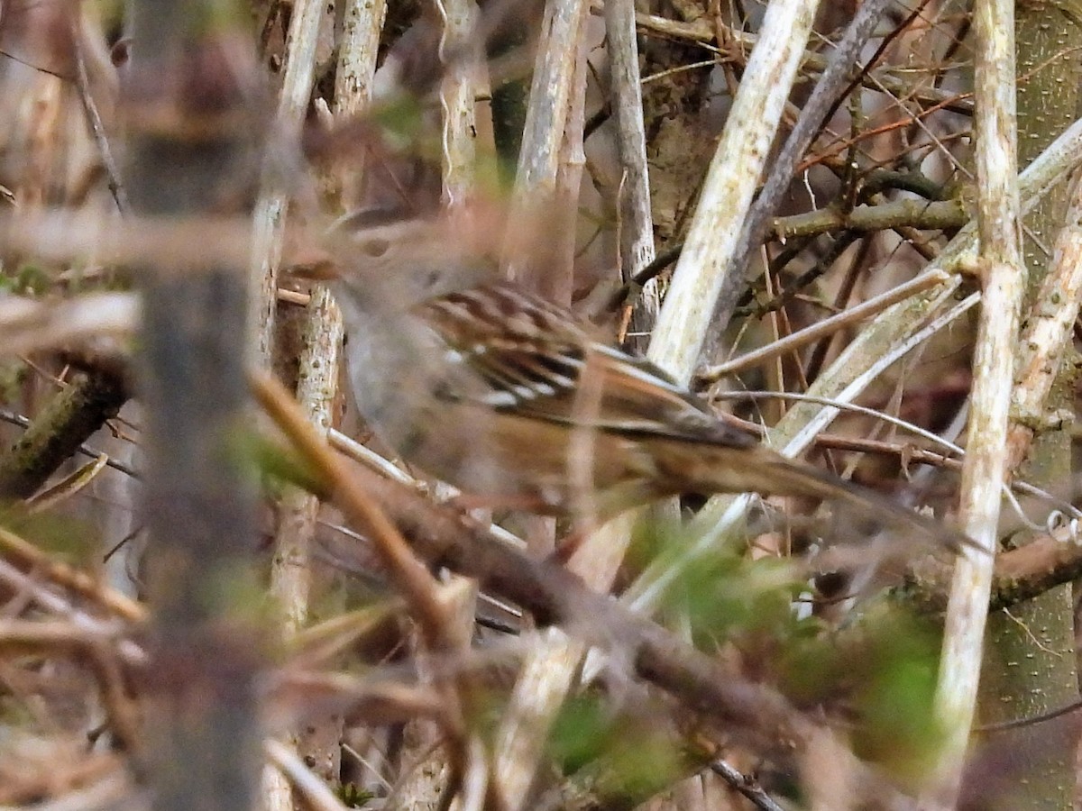 White-crowned Sparrow - ML535627921