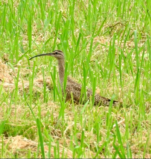 Whimbrel - ML535627941