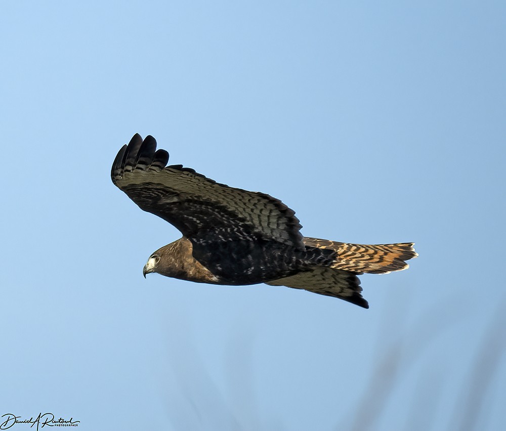 Red-tailed Hawk - ML535629321