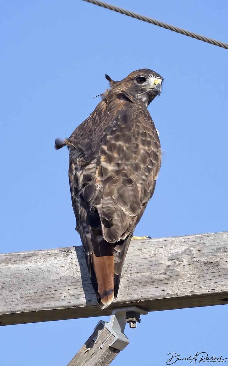 Red-tailed Hawk (borealis) - ML535630721