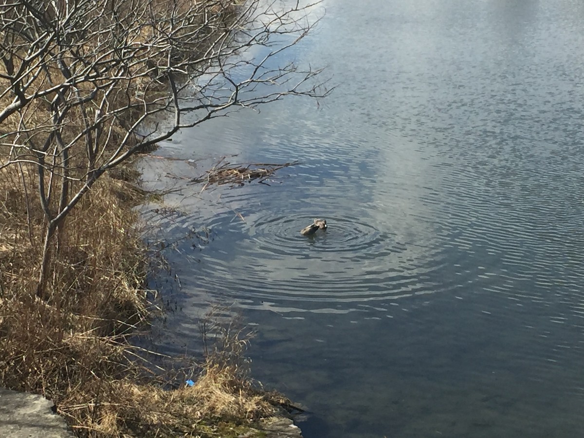 Gadwall - ML53563151