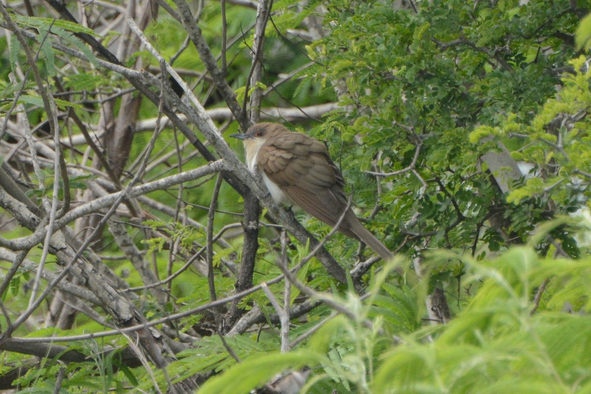 Black-billed Cuckoo - ML535632471