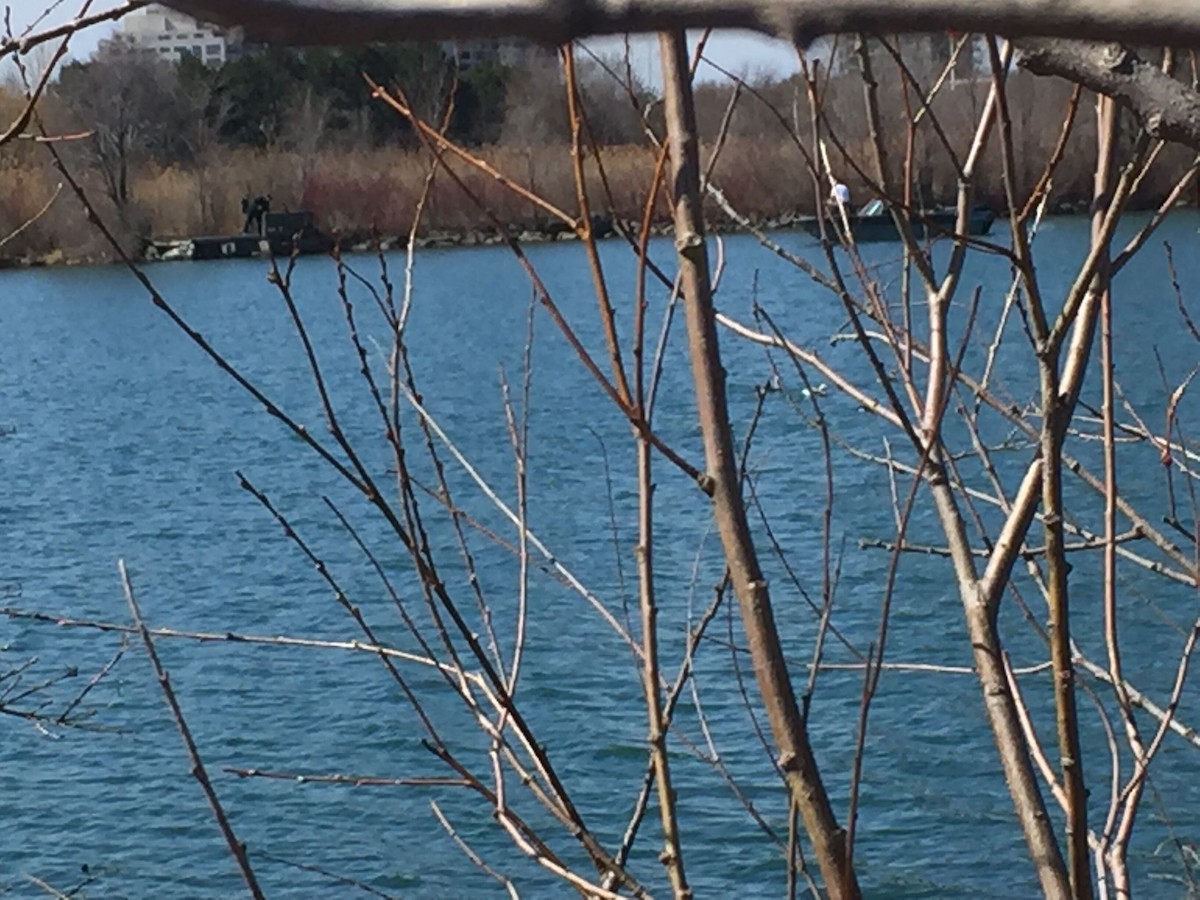 Long-tailed Duck - Yichen Rong