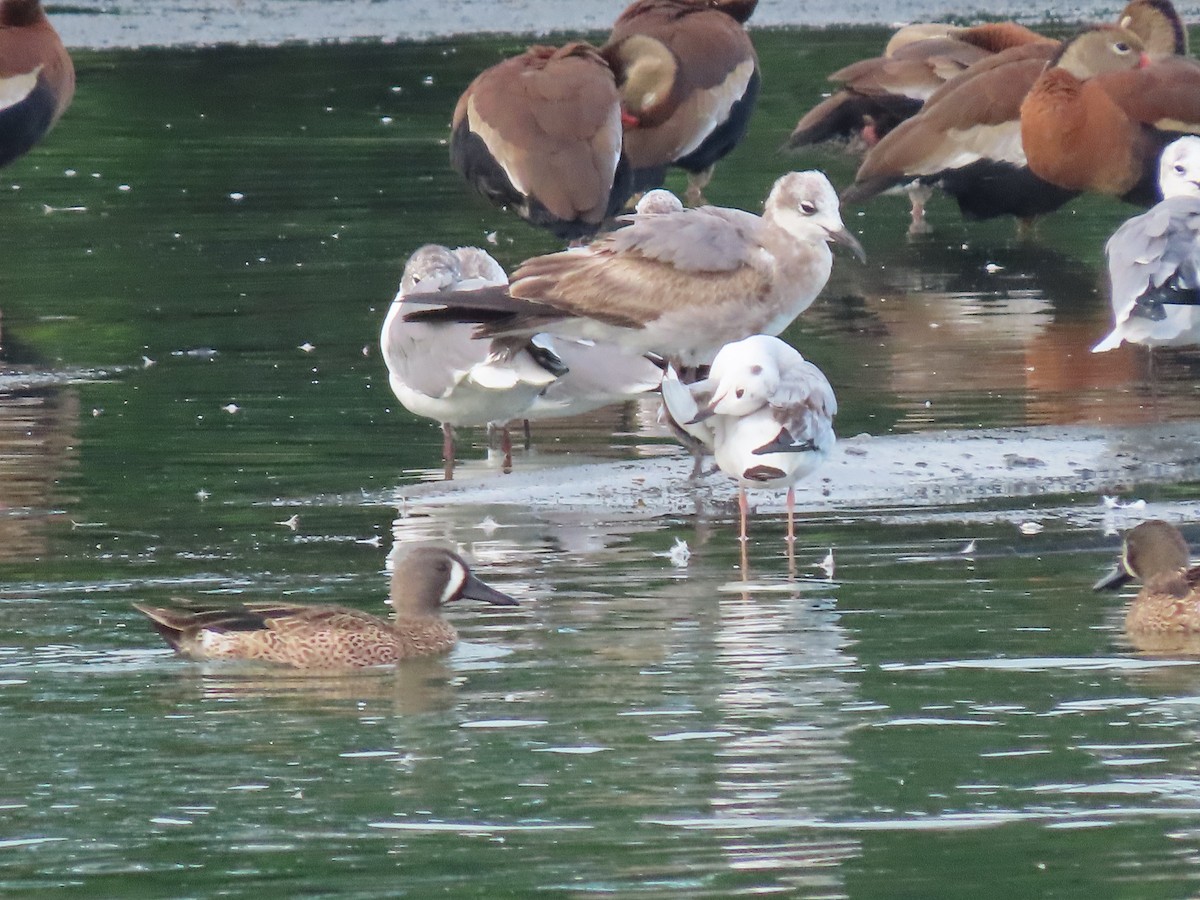 Blue-winged Teal - ML535634441