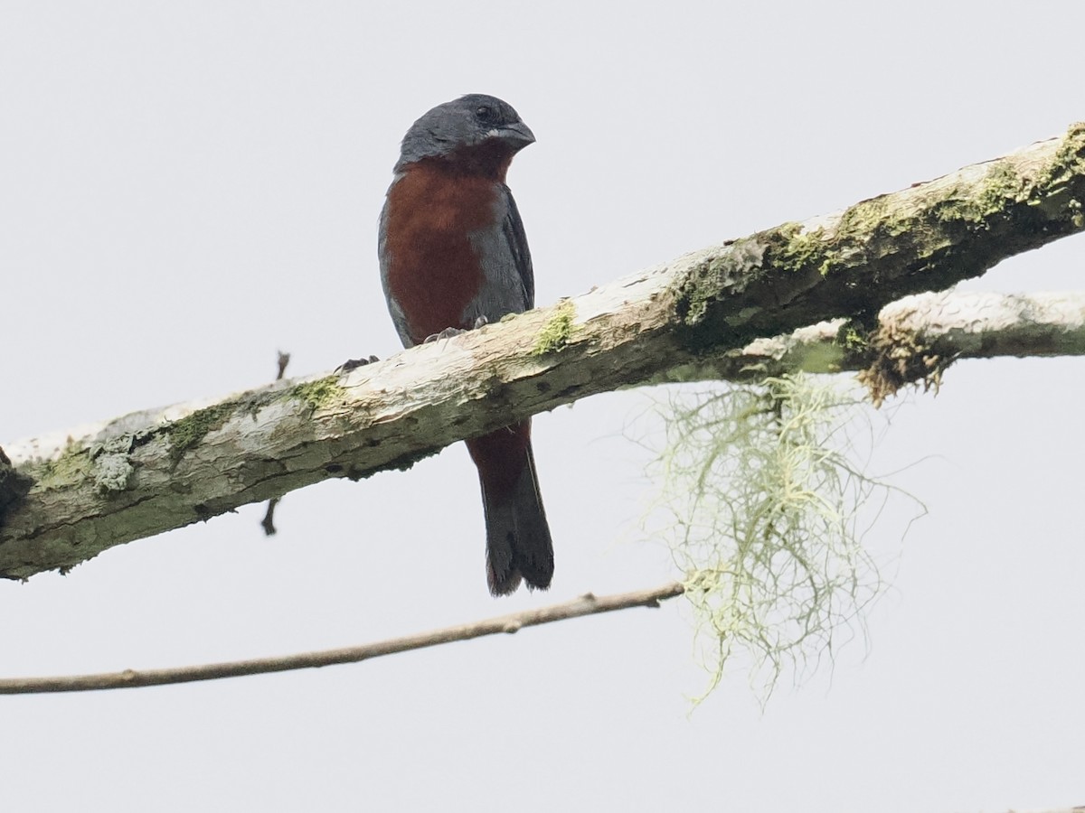 Chestnut-bellied Seedeater - Gabriel Willow