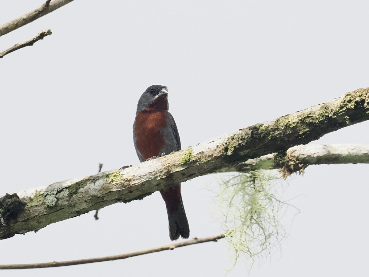 Chestnut-bellied Seedeater - ML535634981