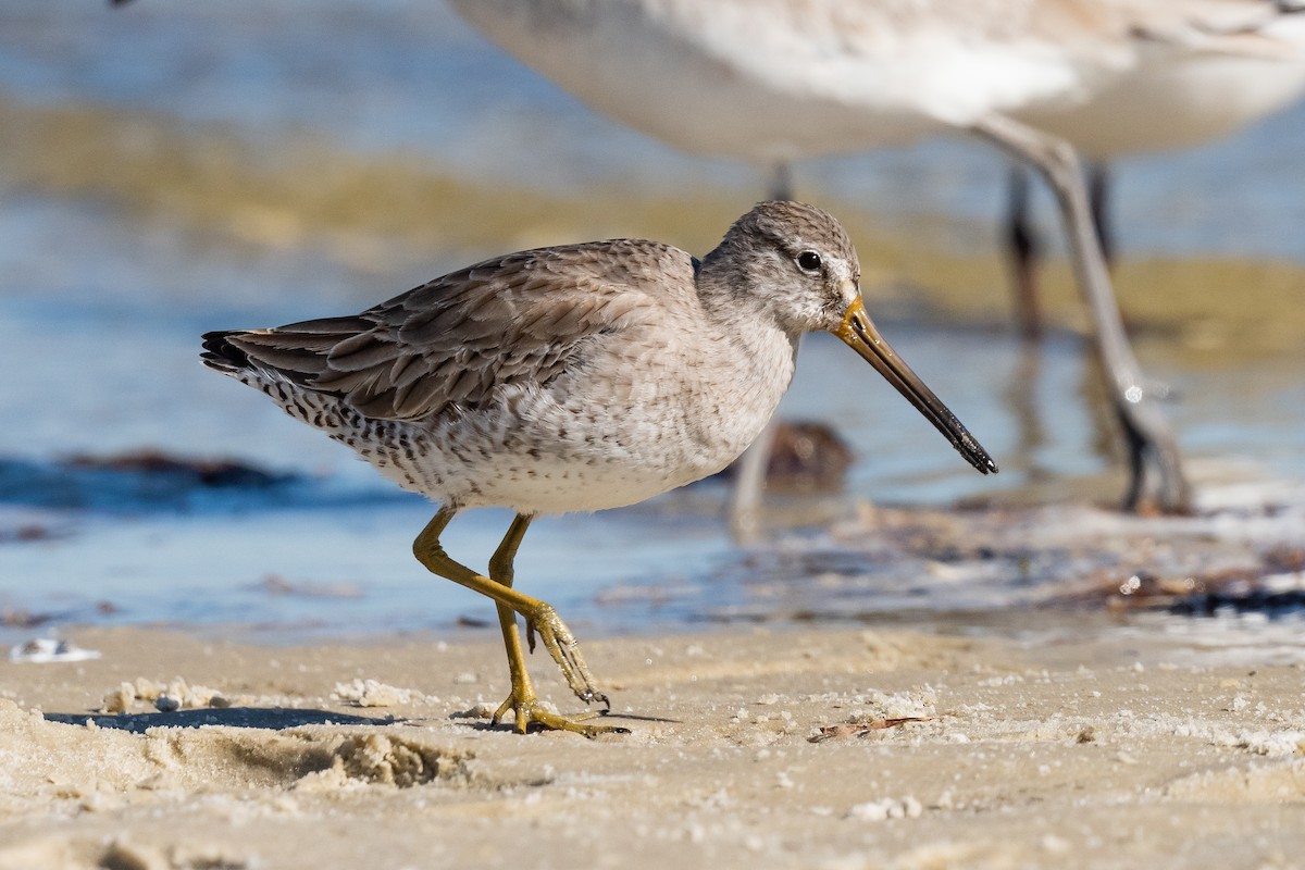 Short-billed Dowitcher - ML535635171