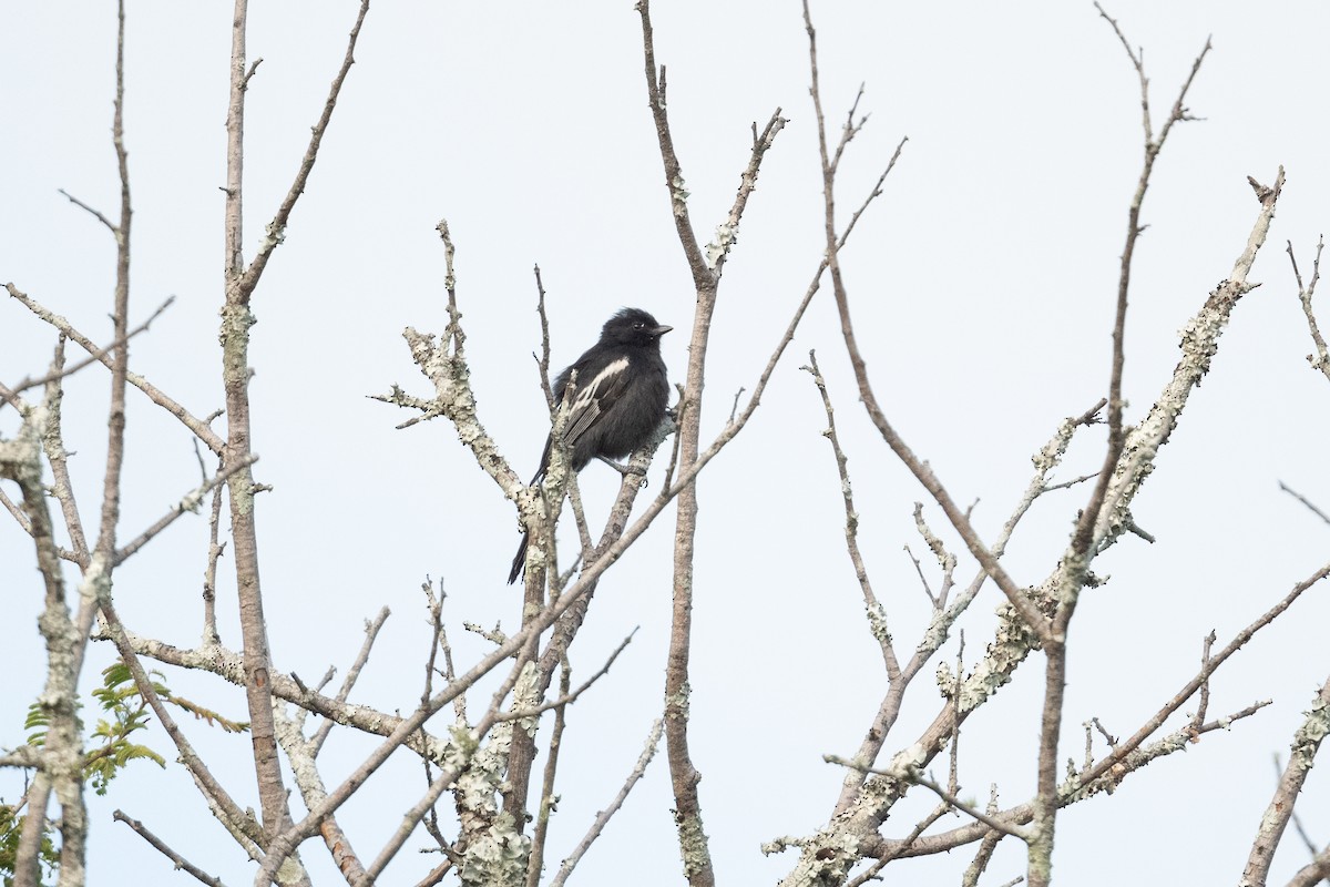 Southern Black-Tit - ML535635941