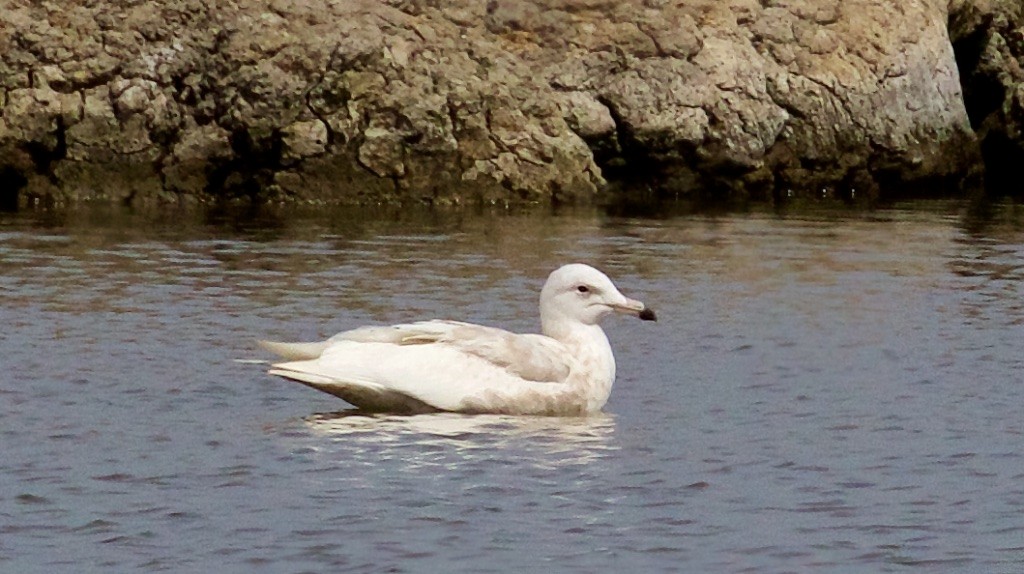 Glaucous Gull - ML53563751