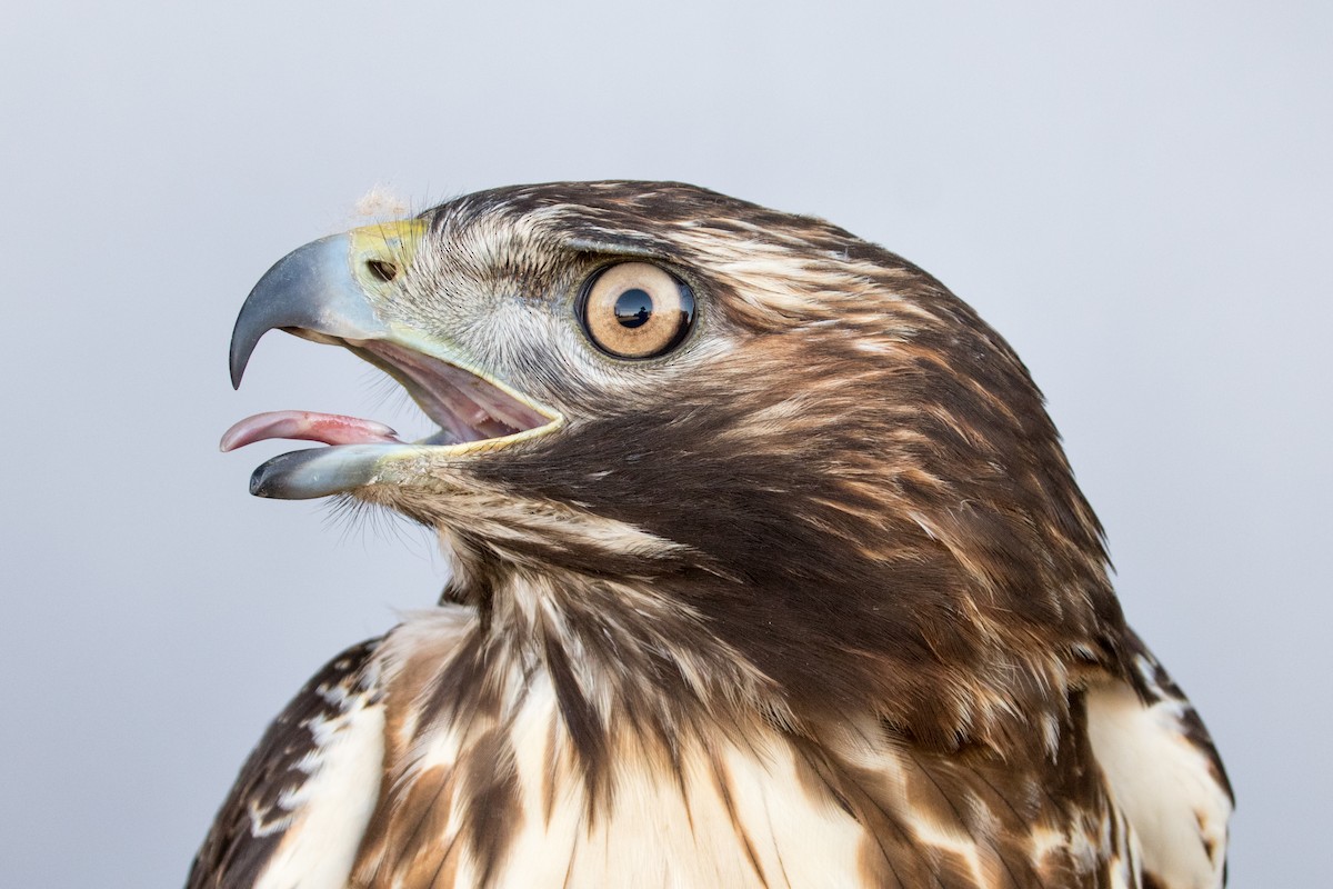 Red-tailed Hawk (abieticola) - ML535638181