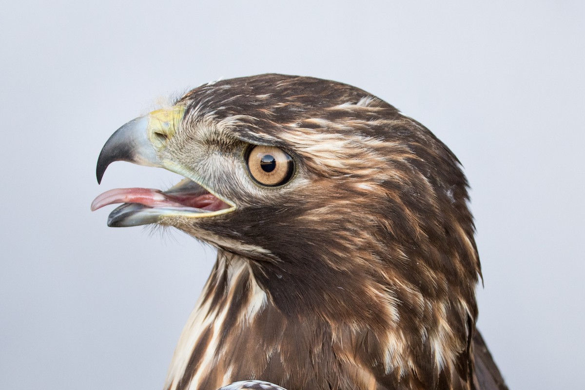 Red-tailed Hawk (abieticola) - ML535638191
