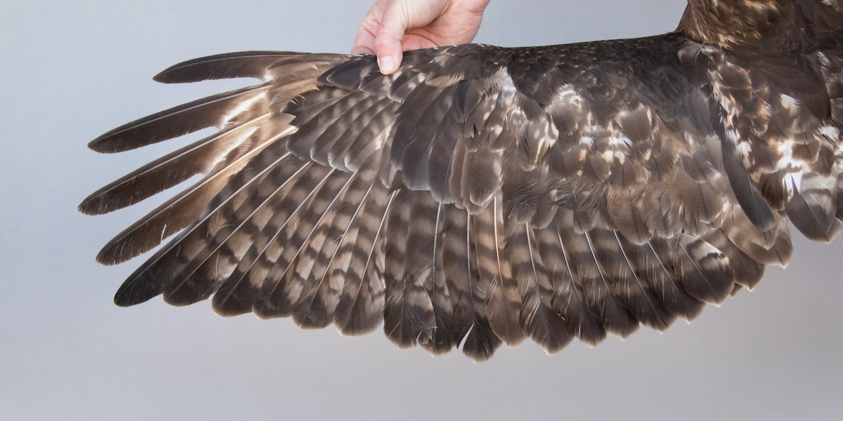 Red-tailed Hawk (abieticola) - ML535638211