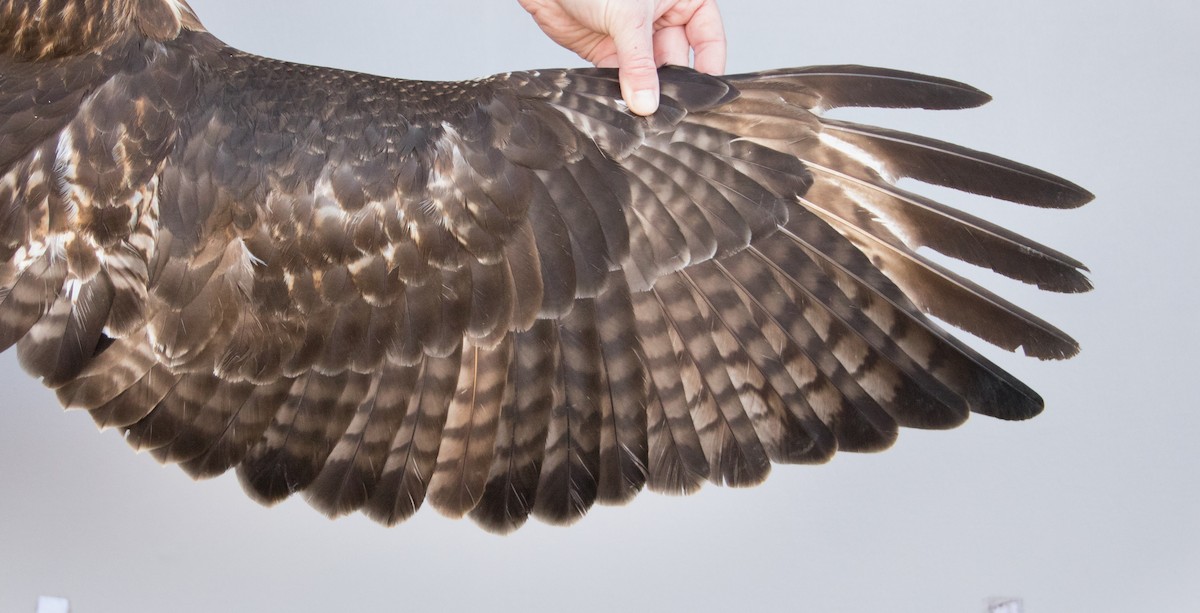 Red-tailed Hawk (abieticola) - ML535638271
