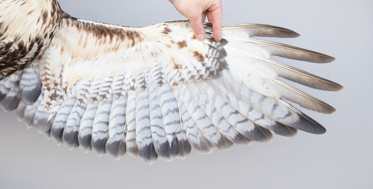 Red-tailed Hawk (abieticola) - Nicole Richardson