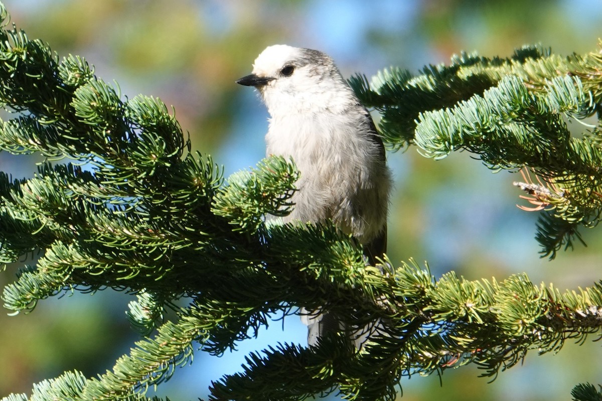Mésangeai du Canada - ML535638371