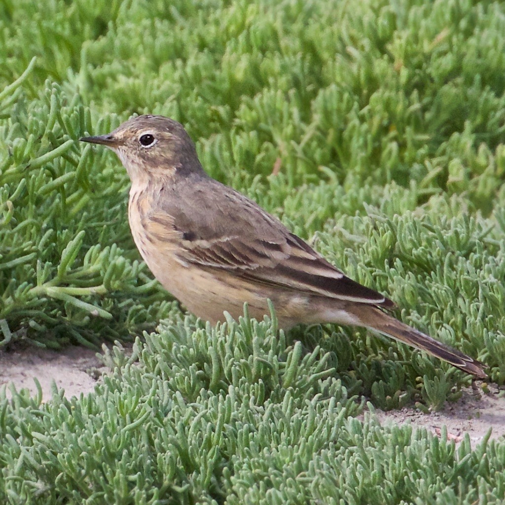 American Pipit - Ed Harper