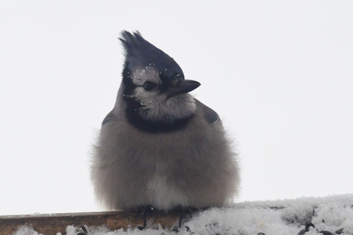 Blue Jay - ML535639551