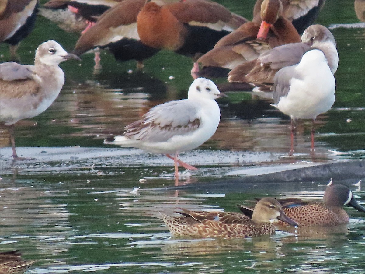 Blue-winged Teal - ML535640301