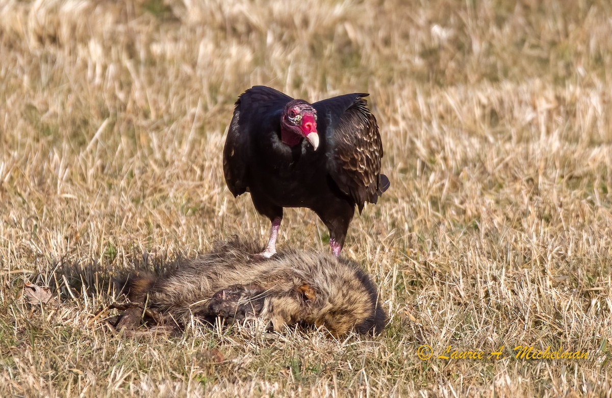 Turkey Vulture - ML535640931