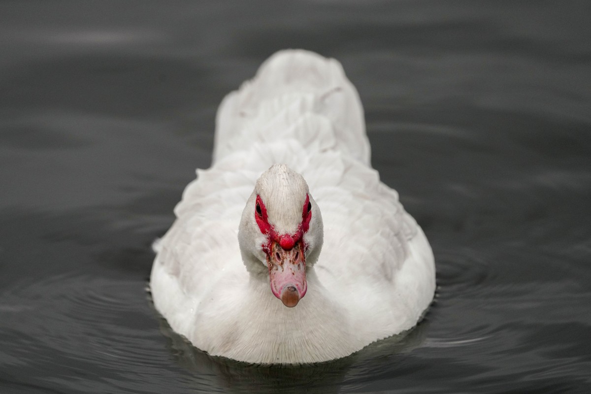 Muscovy Duck (Domestic type) - Brian Peck