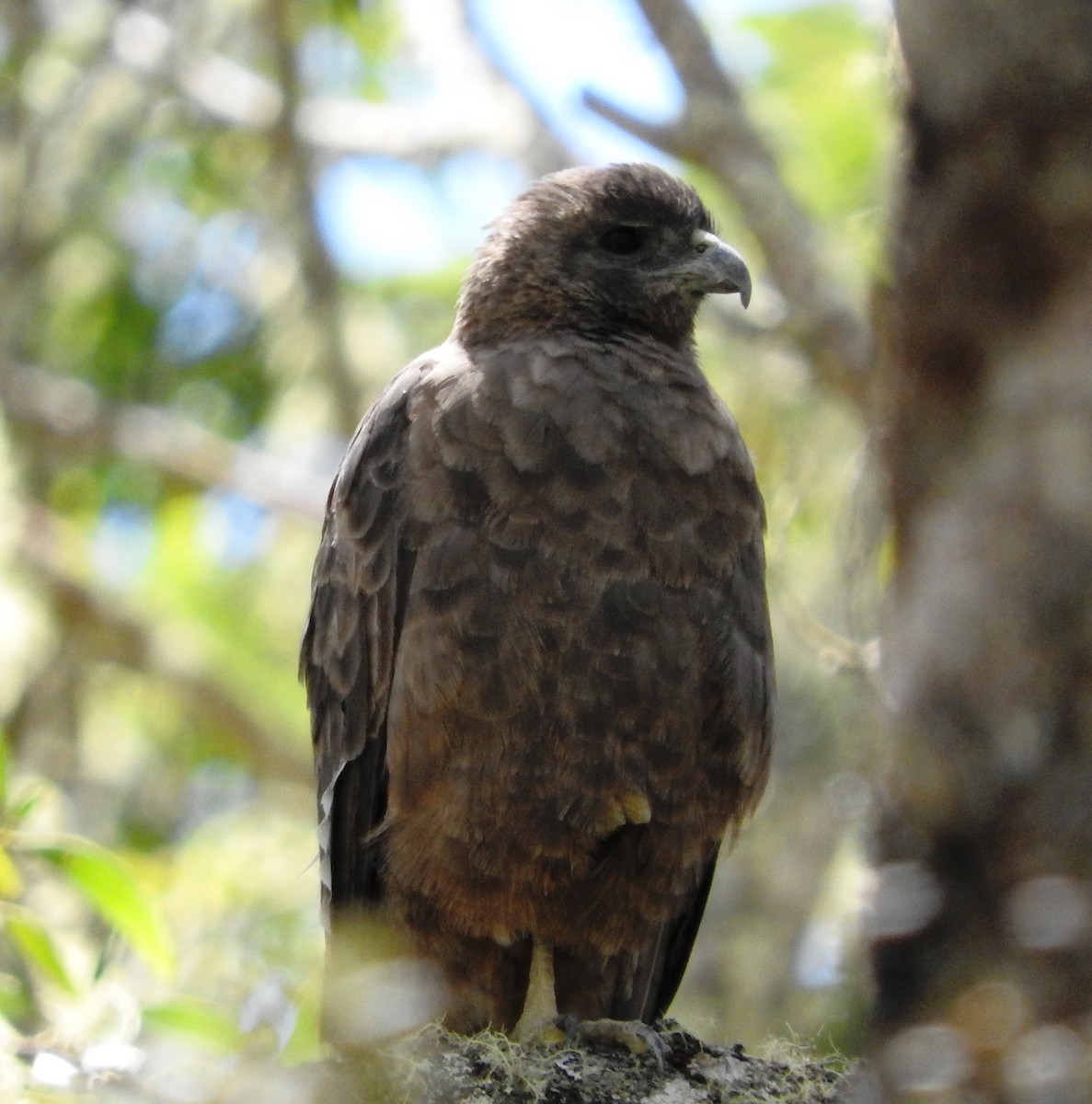 Hawaiian Hawk - Curt Hofer