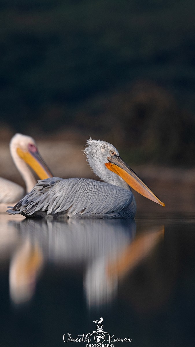 Dalmatian Pelican - Vineeth Kumar