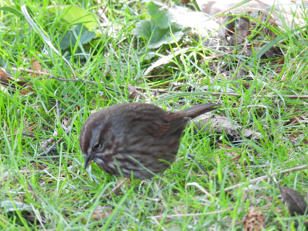 Song Sparrow - ML535642501