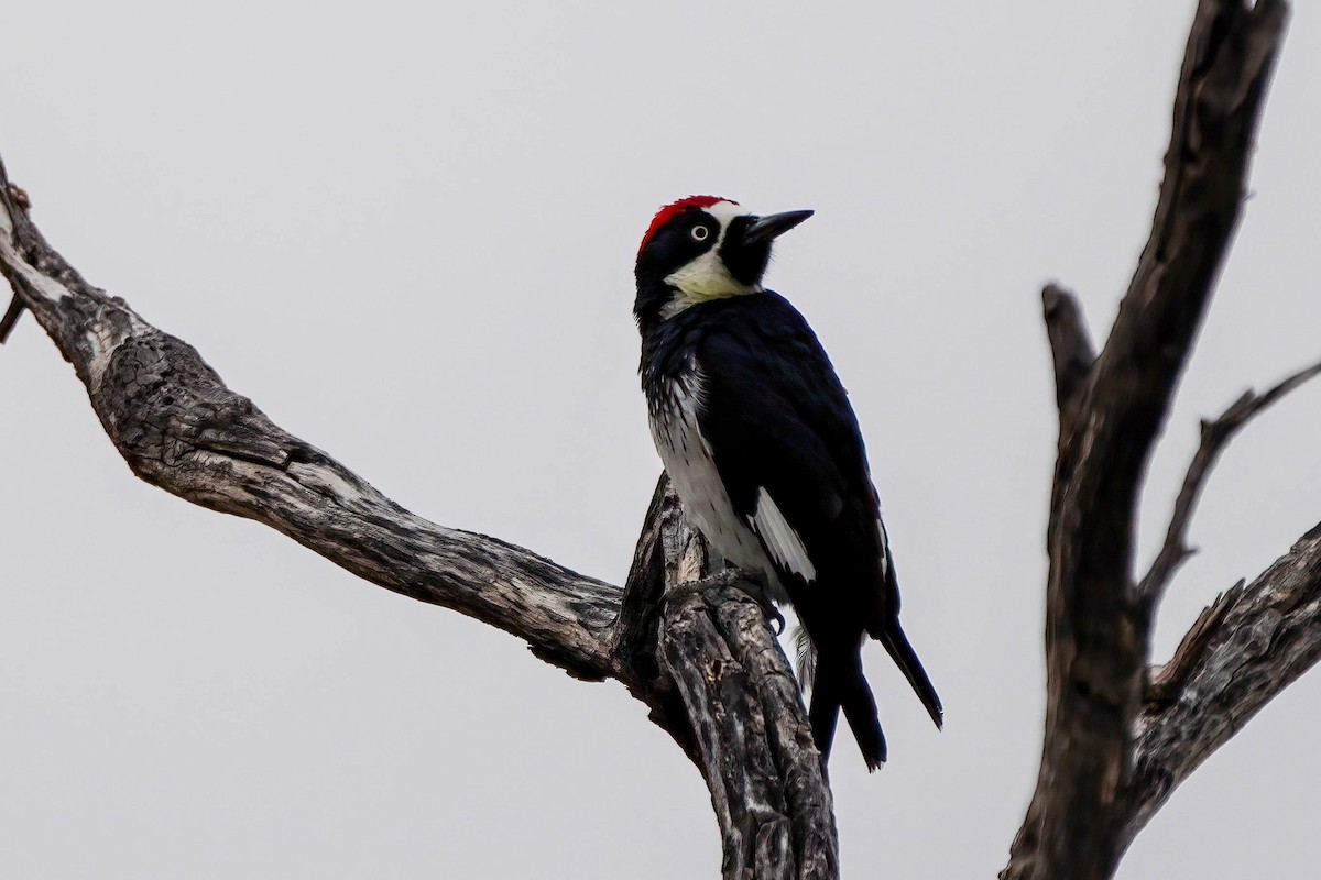 Acorn Woodpecker - Brian Peck