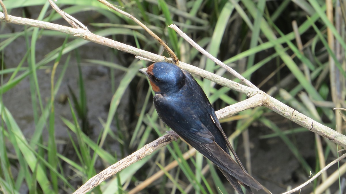 Barn Swallow - ML535642861