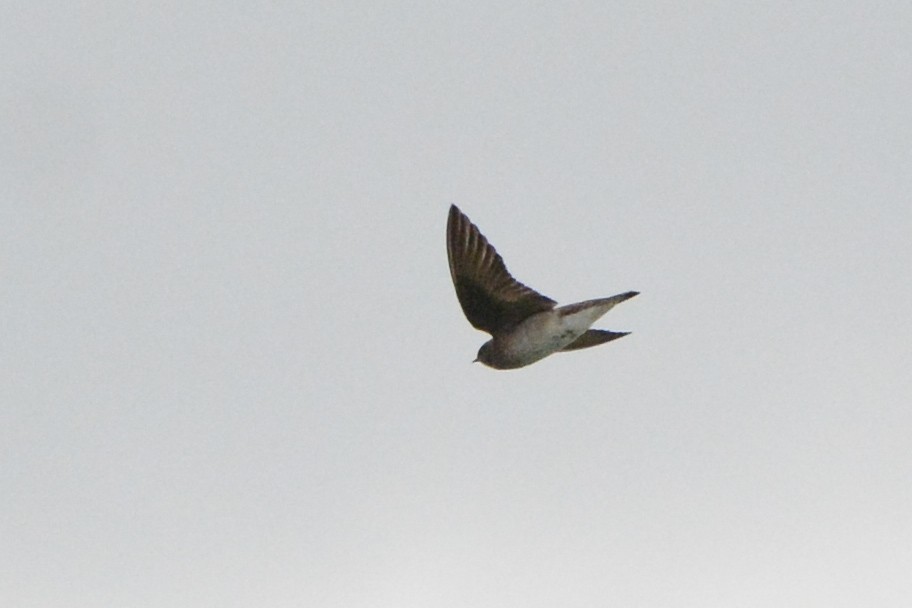 Northern Rough-winged Swallow - ML535643031