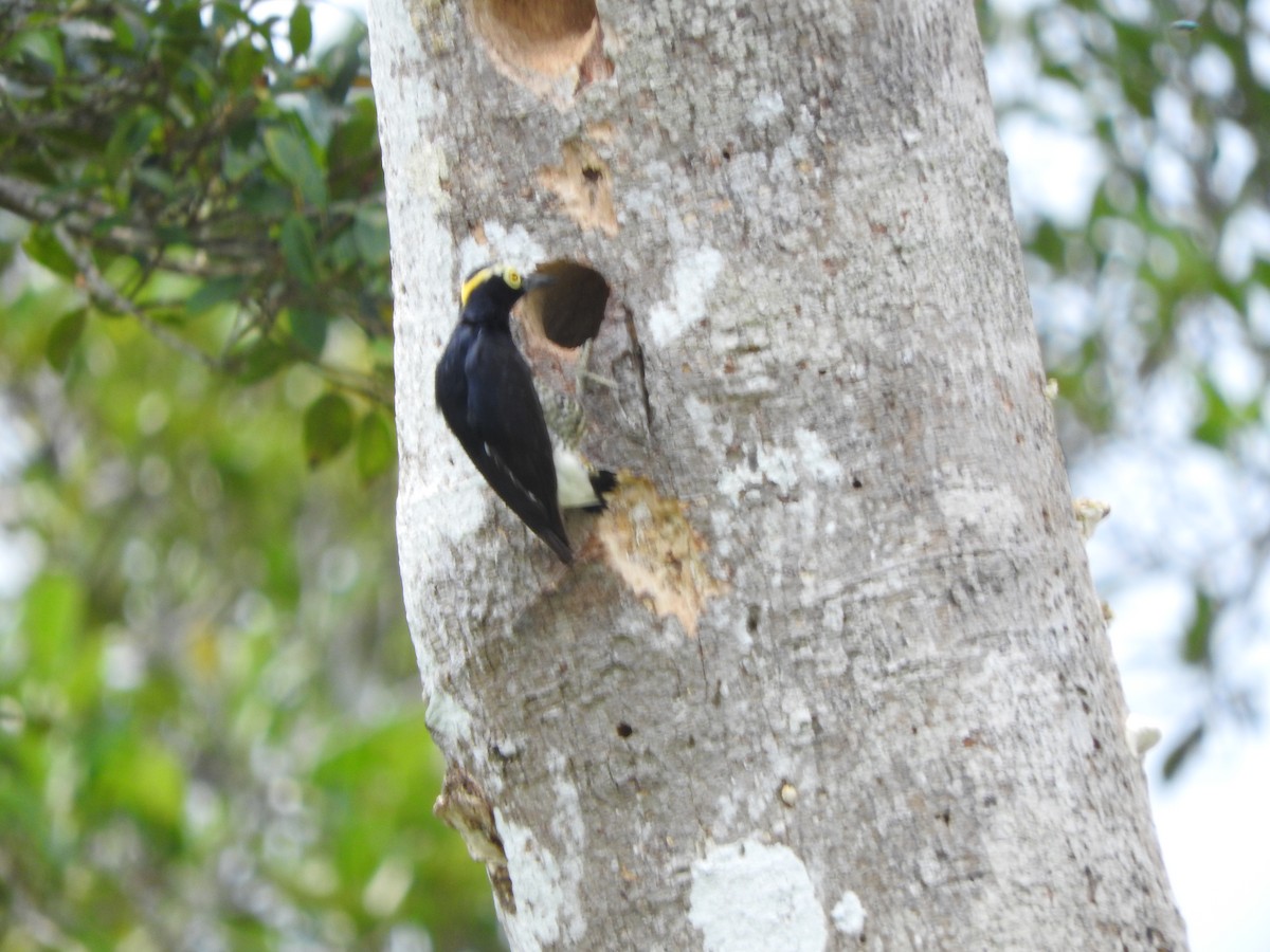 Yellow-tufted Woodpecker - Agustin Carrasco