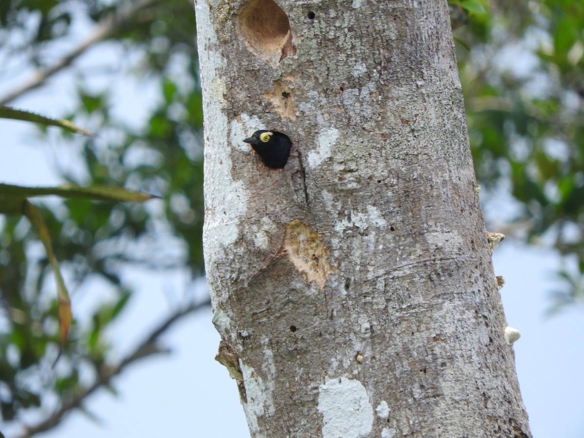 Yellow-tufted Woodpecker - ML535643251