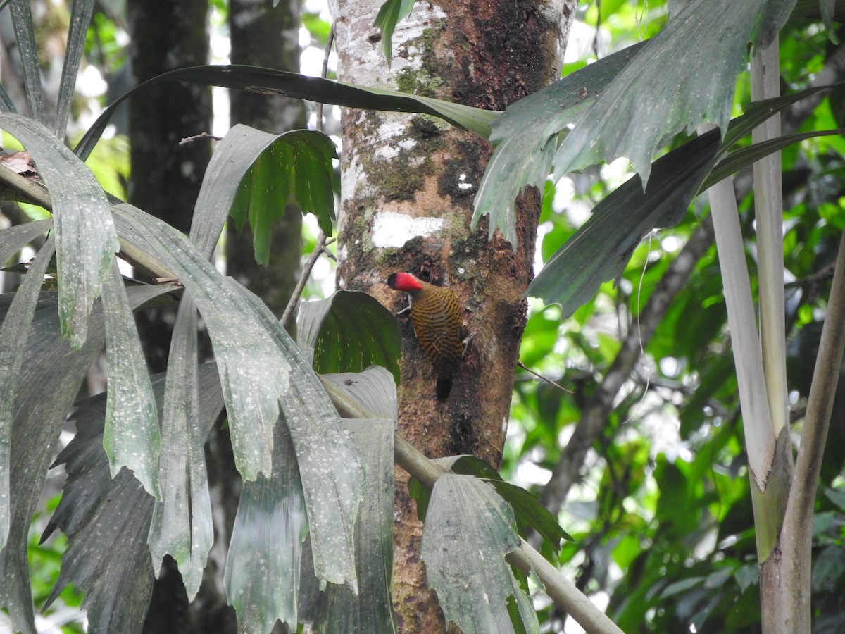 Spot-breasted Woodpecker - Agustin Carrasco